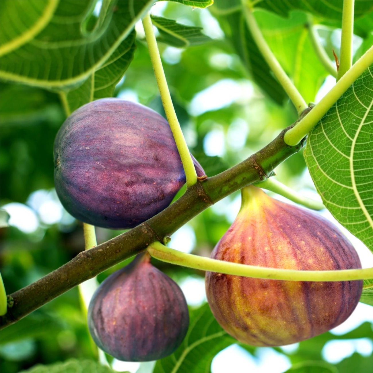 Obrázok Figovník jedlý (Ficus carica) ‘OSBORN PROLIFIC’ - výška 40-60 cm, kont. C2L (-15°C)
